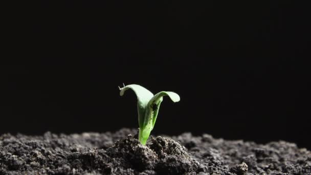 Cultivo de plantas en primavera timelapse, brotes germinación de semillas de calabaza en la agricultura de invernadero, Alimentación Natural — Vídeos de Stock