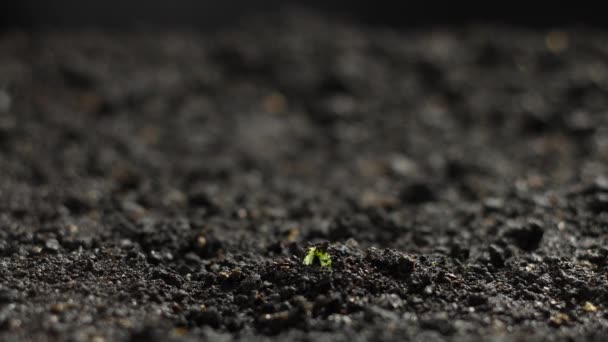 Plant Teelt in Timelapse, Sprouts Kieming, Groene pompoenpitten, Lente en Zomer Landbouw — Stockvideo