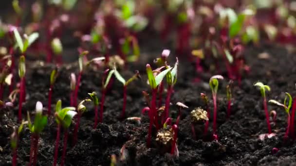 Timelapse, Beet 종자 , Sprouts Germination, Spring and Summer Agriculture 에서 자라는 식물 — 비디오