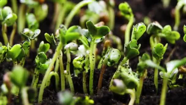 Czas upływu nasion warzyw rosnących lub kiełkujących z ziemi. — Wideo stockowe