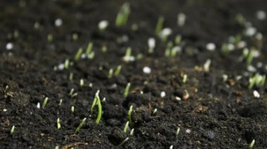 Toprak zamanındaki gecikmeden büyüyen bitki - yeni bir hayata başlıyor