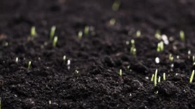 Toprak zamanındaki gecikmeden büyüyen bitki - yeni bir hayata başlıyor