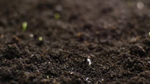 Φυτό που αναπτύσσεται από την πάροδο του χρόνου στο έδαφος - έναρξη νέας ζωής — Αρχείο Βίντεο