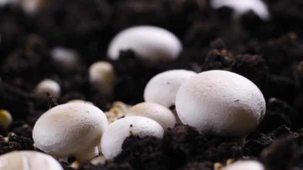 蘑菇生长时间的流逝，新鲜的香槟蘑菇芽从地里冒了出来. — 图库视频影像