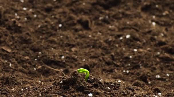 Plantas en crecimiento en primavera timelapse, brotes germinación planta recién nacida en la agricultura de invernadero — Vídeo de stock