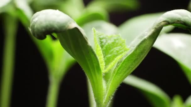 Växt som växer i Timelapse, groddar Groddar, gröna pumpafrön, vår och sommar jordbruk — Stockvideo