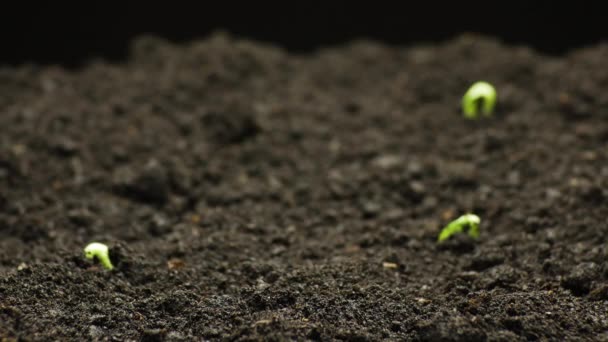 Рослина росте в Тімелапсе, проростає проростання, насіння зеленого гарбуза, весняне і літнє сільське господарство — стокове відео
