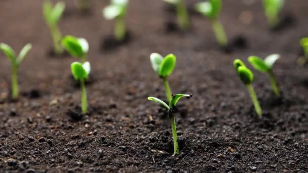 Plantas en crecimiento en primavera timelapse, brotes germinación recién nacido Planta de pepino en la agricultura de invernadero — Vídeo de stock