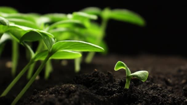 春のタイムラプス、食糧発芽、温室農業における新生キュウリの植物の成長、園芸農業 — ストック動画