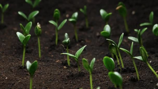Выращивание растений в весенний период времени, проращивание продовольственных ростков, новорожденный огурец в парниковом сельском хозяйстве, садоводство — стоковое видео