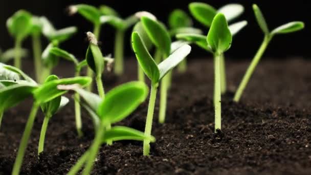 在春光中种植植物，在温室农业中种植粮食苗，在温室农业中种植新黄瓜，在农业中种植园艺 — 图库视频影像