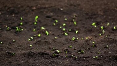 Bahar mevsiminde büyüyen bitkiler, filizlenen yiyecekler, sera tarımında yeni doğan ayçiçeği bitkileri, bahçecilik.