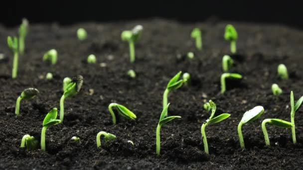 Вирощування рослин у весняний період, проростання паростків новонароджених огірків у тепличному господарстві — стокове відео
