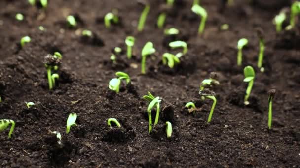 Growing plants in spring timelapse, food sprouts germination, newborn sunflower plant in greenhouse agriculture, Gardening agriculture — Stock Video