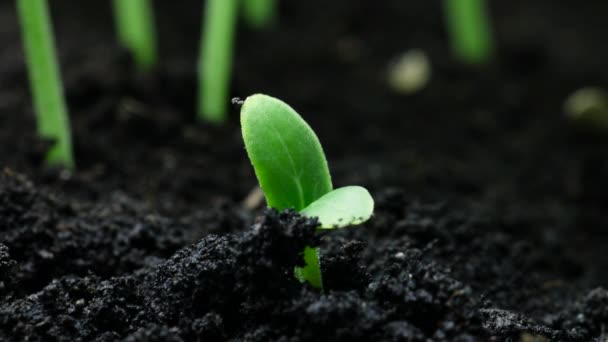 Planta en crecimiento en primavera timelapse, brotes germinación recién nacido Planta de pepino en la agricultura de invernadero, Concepto natural, Planta sola, Limpio y ecológico — Vídeos de Stock