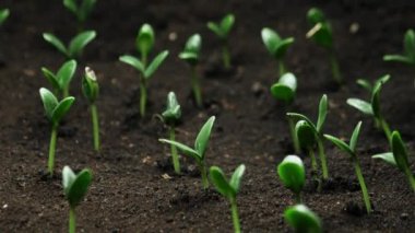 İlkbaharda filizlenen bitkiler, filizlenen yeni doğmuş salatalıklar sera tarımında yetiştirilen salatalıklar