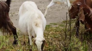 Keçiler köyde yürüyor, evcil hayvan yetiştiriyorlar. Endüstriyel hayvancılık, çiftlik hayvanları iş konsepti, hayvanlı çiftlik, tarlada otlayan keçi sürüsü, çayırdaki çimlerle besleniyorlar.