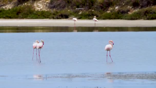 Karmienie flamingiem w płytkiej wodzie, Fenicopterus Ruber karmi się płytką wodą, Wild Greater flamingo w słonym jeziorze, Nature Wildlife 4k shot — Wideo stockowe