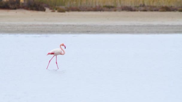 Flamingo gaan in ondiep water, Phoenicopterus Ruber wandelen rond ondiep water, Wild Grotere flamingo in het zoutmeer, Natuur Wildlife safari 4k schot — Stockvideo