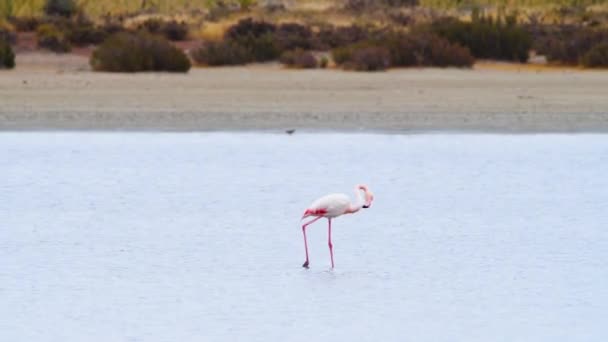 Flamingo jít v mělké vodě, Phoenicopterus Ruber procházky kolem mělké vody, Wild Greater flamingo v slaném jezeře, Příroda Divoká příroda safari 4k výstřel — Stock video