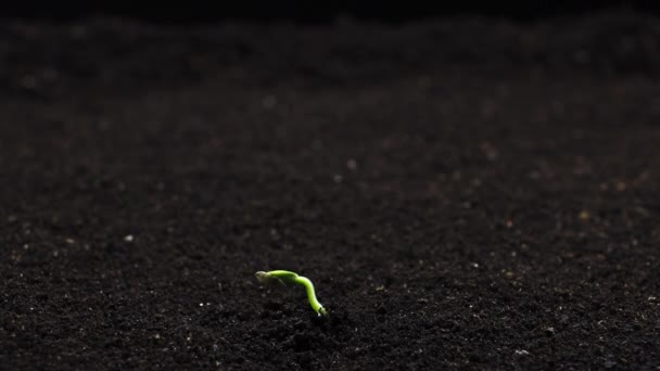 Coltivazione di semi vegetali in timelapse, Lone Concept, germinazione dei germogli. Pianta di cetriolo neonato in agricoltura serra, Concetto naturale, Pianta solitaria, Pulito ed ecologico — Video Stock