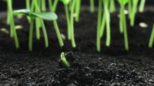 Pěstování rostlin na jaře, klíčení klíčků, novorozenecká okurka ve skleníkovém zemědělství, Zahradní zemědělství — Stock video