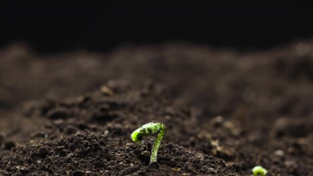 Cultivando plantas na primavera timelapse, brotos germinação planta de quiabo recém-nascido na agricultura em casa de vegetação, sementes germinar em um ambiente ecológico — Vídeo de Stock