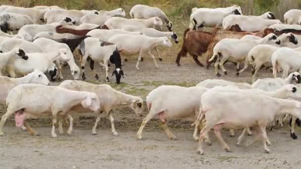 山羊在村子里散步,饲养家畜.工业畜牧业，畜牧业概念，畜牧业，畜牧业，田里放牧的山羊群，他们在草地上吃草 — 图库视频影像