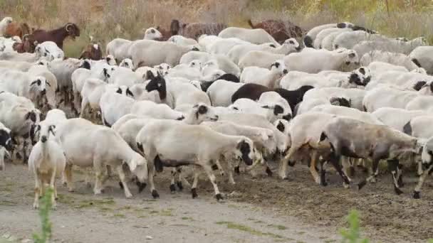 ヤギは村を歩き、家畜を繁殖させる。畜産業,畜産業の概念,動物と農場,フィールド内のヤギの放牧の群れ,彼らは牧草地で草の上にフィード — ストック動画