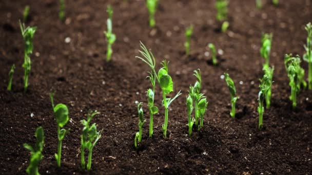 Piante in crescita in primavera timelapse, germogli germinazione da semi, piselli neonati in agricoltura serra, Bellissimo concetto naturale, Pianta in terra, Pulito ed ecologico — Video Stock