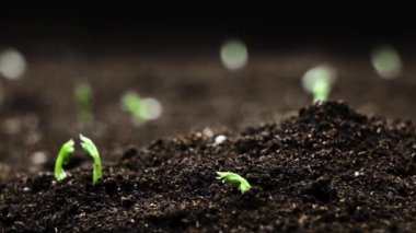 Bahar zamanında yetişen bitkiler, tohumlardan filizlenen filizler, sera tarımında yeni doğmuş bezelyeler, doğal güzel konsept, Dünya 'da bitki, temiz ve çevre dostu