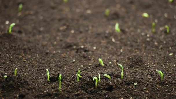 Plantas em crescimento na primavera timelapse, germinação brotos de sementes, ervilhas recém-nascidas na agricultura de efeito estufa, conceito bonito Natural, Planta e Terra, Limpo e eco-friendly — Vídeo de Stock