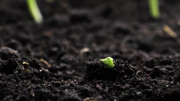 Pflanzenzüchtung im Zeitraffer des Frühlings, Keimung von Keimen neugeborener Bohnenpflanzen in der Gewächshauskultur, Saatgut keimt in einer ökologischen Umgebung — Stockvideo