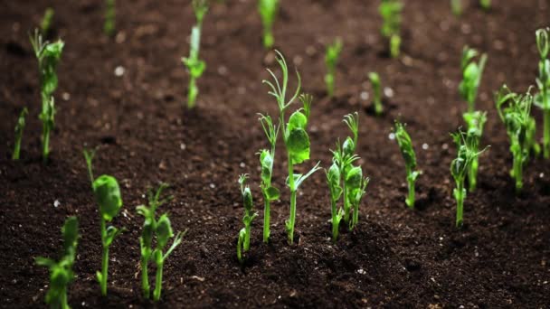 Cultivo de plantas en primavera timelapse, germinación brotes de semillas, guisantes recién nacidos en la agricultura de invernadero, Concepto hermoso natural, Planta en la Tierra, Limpio y ecológico — Vídeo de stock