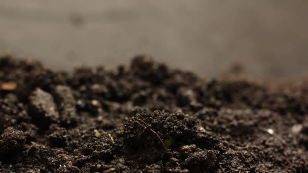 Keimendes Saatgut, das in der Bodenkultur wächst Frühling Sommer Zeitraffer, Keimung von Sprossen, Pflanze in der Gewächshauskultur — Stockvideo