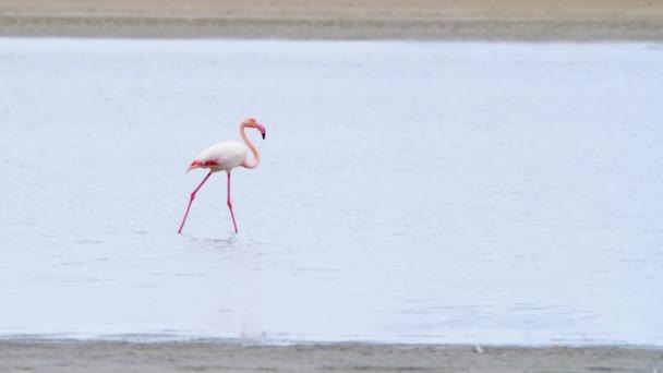 Karmienie flamingiem w płytkiej wodzie, Fenicopterus Ruber karmi się płytką wodą, Wild Greater flamingo w słonym jeziorze, Nature Wildlife 4k shot — Wideo stockowe
