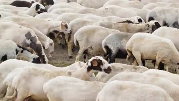 ヤギは村を歩き、家畜を繁殖させる。畜産業,畜産業の概念,動物と農場,フィールド内のヤギの放牧の群れ,彼らは牧草地で草の上にフィード — ストック動画