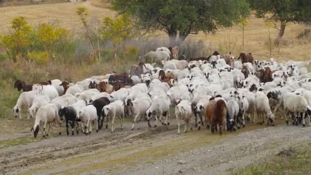 Caminhada de cabras em aldeia, Criação de animais domésticos. Criação de gado industrial, conceito de negócio de gado, Fazenda com animais, Rebanho de cabras pastam no campo, eles se alimentam de grama no prado — Vídeo de Stock