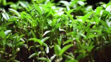 Zamanda yetişen bitkiler, filizlenen filizler yeni doğan bitkiler.