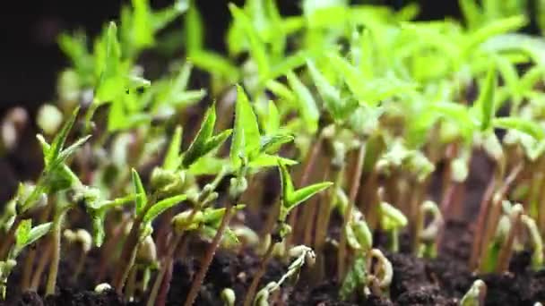 Cultivo de plantas en timelapse, Brotes Germinación planta recién nacida — Vídeos de Stock