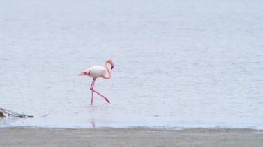 Flamingo sığ sularda yürüyor, Vahşi Büyük Flamingo tuzlu gölde, Doğa Vahşi Yaşam safarisi 4k
