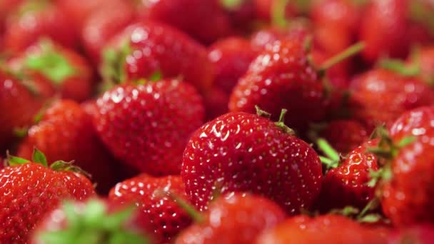 딸기, 레드 쥬시 리프 딸기, 클로즈업, 맛있는 여름 베리. 신선 한 추수용 딸기의 배경. 건강에 좋은 천연 채식 식품에 대한 개념 — 비디오