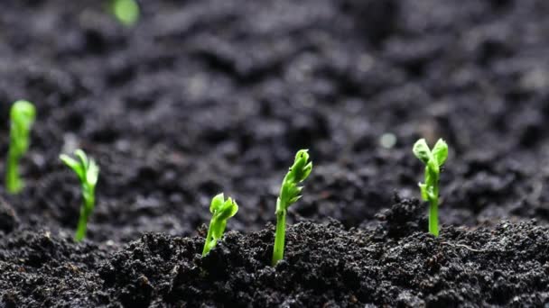 Growing plants from seeds in spring timelapse, sprouts germination newborn Peas plant in greenhouse agriculture — Stockvideo