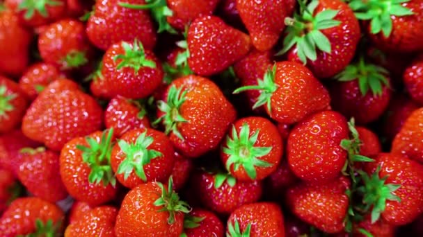 イチゴだ。赤いジューシーな熟したイチゴ、クローズアップ、おいしい夏のベリー。新鮮な収穫イチゴの背景。健康的な自然ビーガンフードの概念 — ストック動画