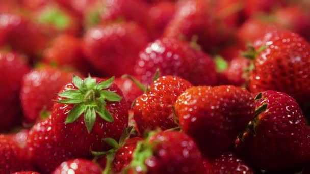 딸기의 근접 사진, 레드 쥬시 리프 맛좋은 여름 베리. 신선 한 추수용 딸기의 배경. 건강에 좋은 천연 채식 식품에 대한 개념 — 비디오