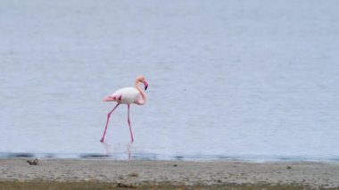 Flamingo sığ sularda, Phoenicopterus Ruber sığ sularda, Wild Greater flamingo tuzlu gölde, doğa safarisi 4k