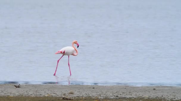 Flamingo ir em águas rasas, bela paisagem natural, Phoenicopterus Ruber andando em torno de águas rasas, Wild Greater flamingo no lago salgado, Natureza Vida selvagem safari 4k tiro — Vídeo de Stock