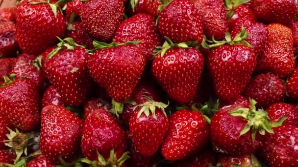 Hnijící a rozkládající se jahody, plísně a bakterie, Ovoce rychle zmenší a vrásčité, bobule se rozkládají a jsou pokryty plísní. Včasný záběr — Stock video