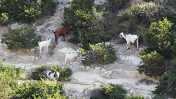 Uçurumun kenarındaki dağ keçisi, yavruları olan Chamois ailesi. Zirvenin tepesindeki kayalıklarda vahşi buğular. Vahşi doğada vahşi bir hayvan — Stok video