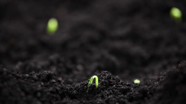 Bahar mevsiminde tohum yetiştirmek, sera tarımında yeni doğan salatalıklar filizlendirmek. — Stok video